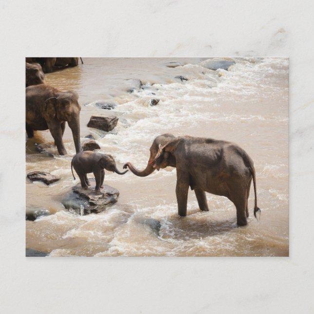 Elephant Postkarte (Vorderseite)