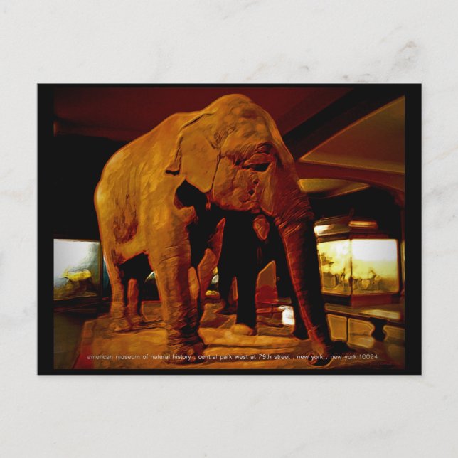 Elephant Postkarte (Vorderseite)