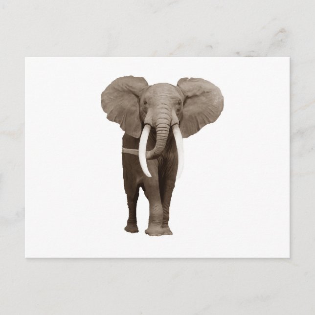 Elephant Postkarte (Vorderseite)