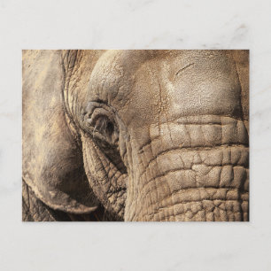 Elephant Postkarte