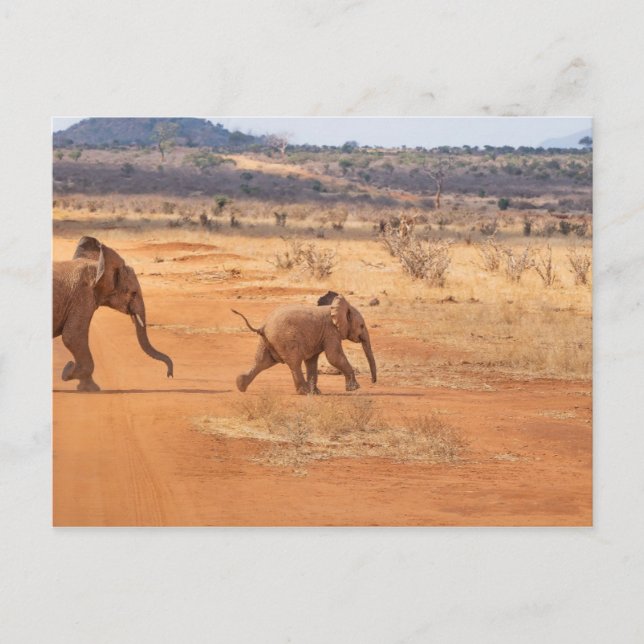 Elephant Postkarte (Vorderseite)