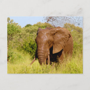 Elephant Postkarte