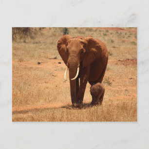Elephant Postkarte