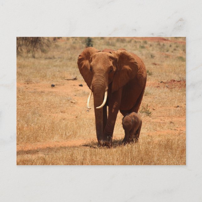 Elephant Postkarte (Vorderseite)