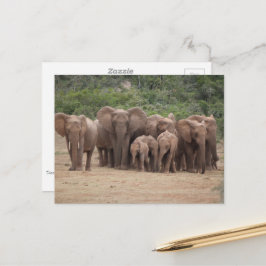 Elephant Postkarte