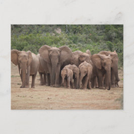 Elephant Postkarte