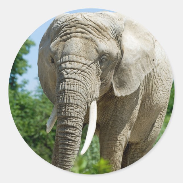 Elephant Runder Aufkleber (Vorderseite)