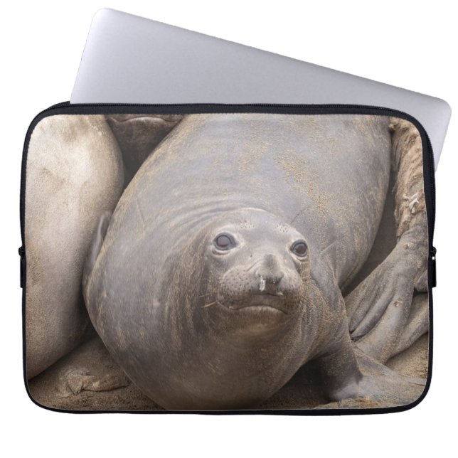Elephant Siegel Laptopschutzhülle (Vorderseite)