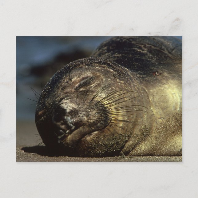 Elephant-Siegel-Postkarte Postkarte (Vorderseite)