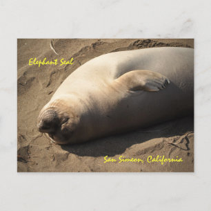 Elephant Siegel San Simeon, Kalifornien Postkarte