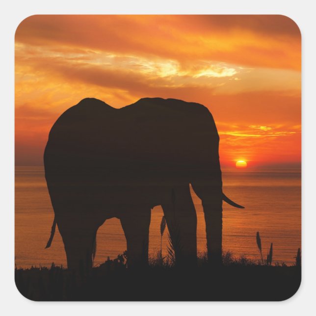 Elephant Silhouette at Sunset Quadratischer Aufkleber (Vorderseite)