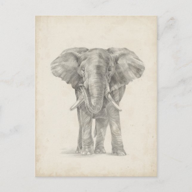 Elephant Sketch Postkarte (Vorderseite)