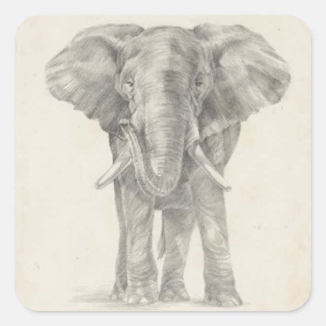 Elephant Sketch Quadratischer Aufkleber (Vorderseite)