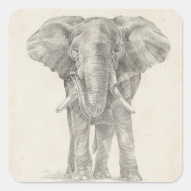 Elephant Sketch Quadratischer Aufkleber (Vorderseite)