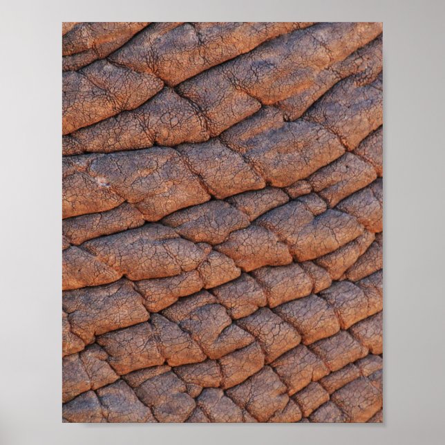 Elephant Skin Poster (Vorne)
