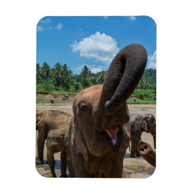 Elephant Sri Lanka Magnet (Vertikal)