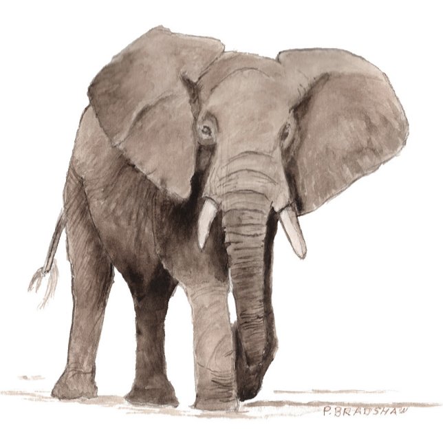 Elephant Sticker (Von Creator hochgeladen)