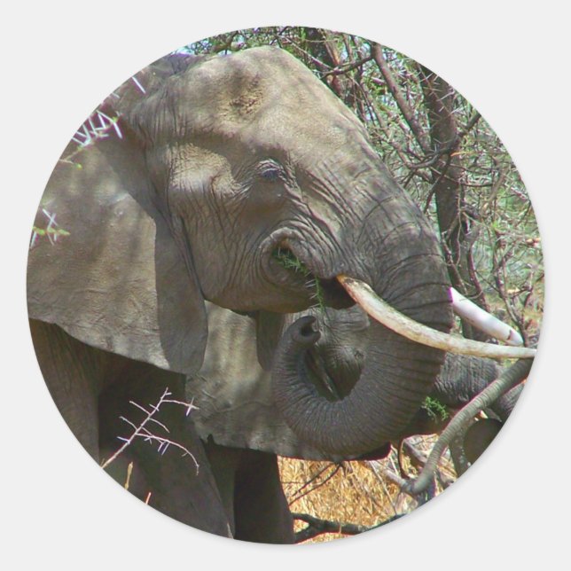 Elephant Stickers (Vorderseite)