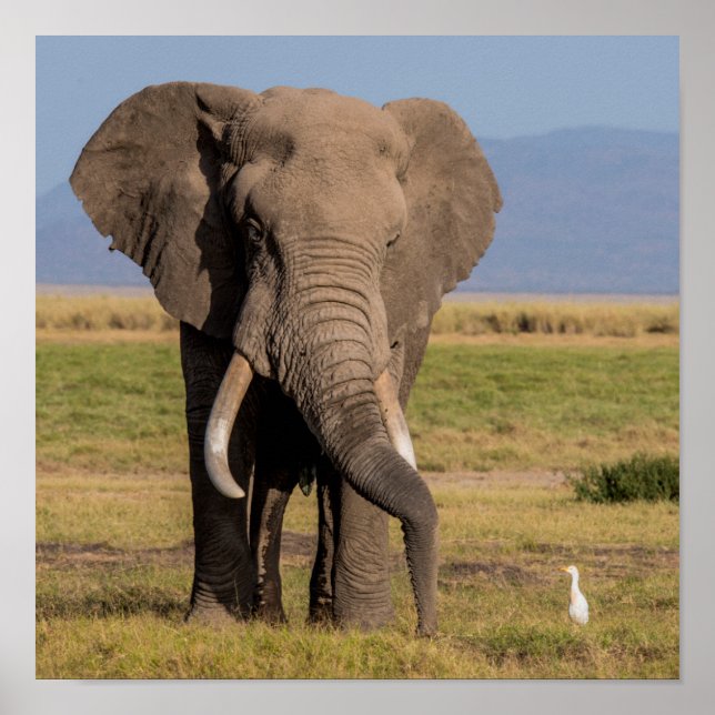 Elephant sucht die Groung Poster (Vorne)