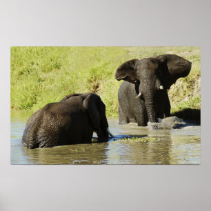Elephant swimming (african elephant) poster, print poster
