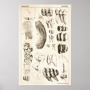 Elephant Teeth Veterinary Dental Anatomie Print Poster