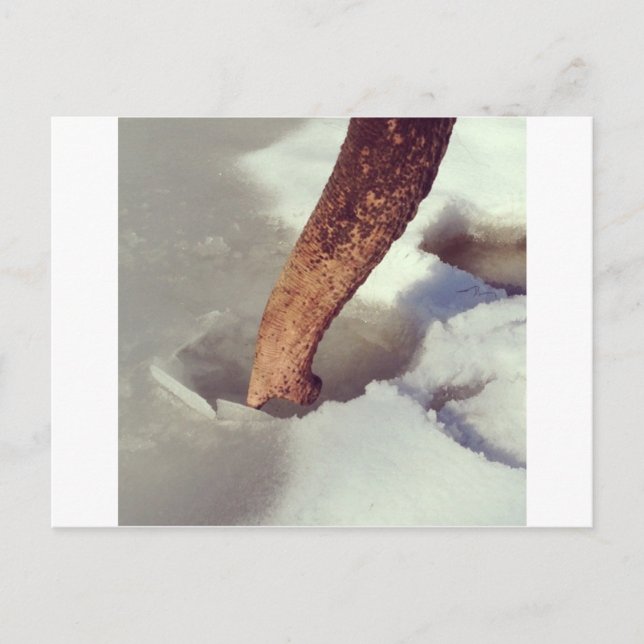 Elephant Trunk Postkarte (Vorderseite)