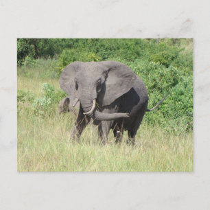 Elephant Uganda Africa Postkarte