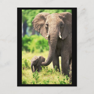 Elephant und Baby Postkarte