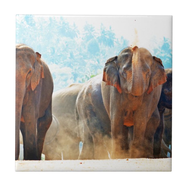 Elephants Animals Safari Destiny Peace Liebe Fliese (Vorderseite)