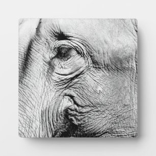 Elephants Eye, 2017 Fotoplatte