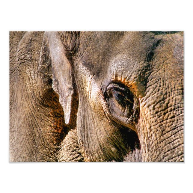 ELEPHANTS FOTODRUCK (Vorne)