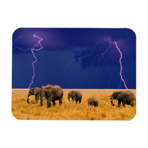 Elephants Magnet