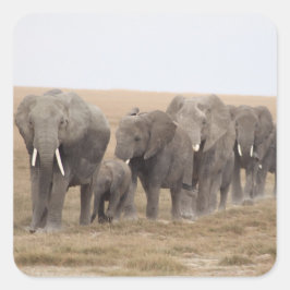 Elephants Safari auf Display Stickers