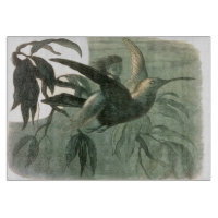 Elf Fairies Elves Moon Night Scene Bird Flying