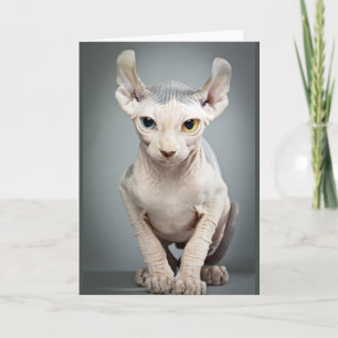 Elf Sphinx Cat Fotograf Karte