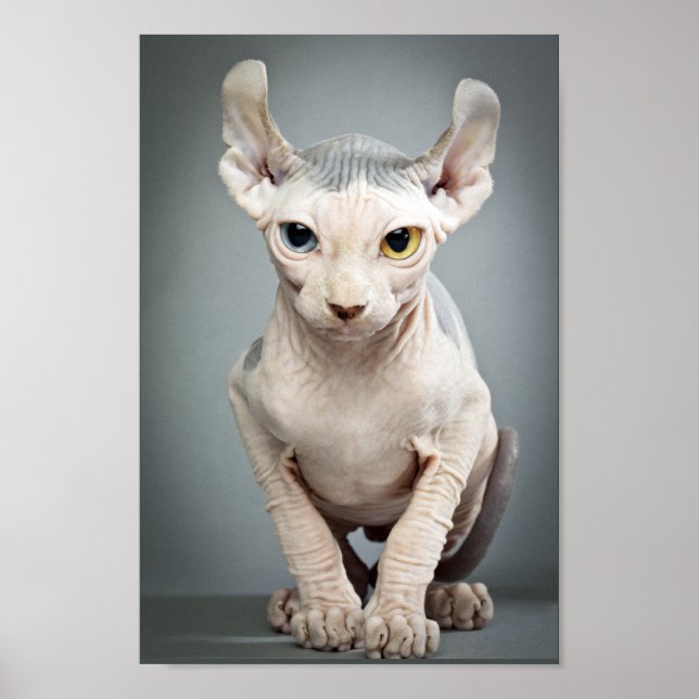 Elf Sphinx Cat Fotograf Poster (Vorne)