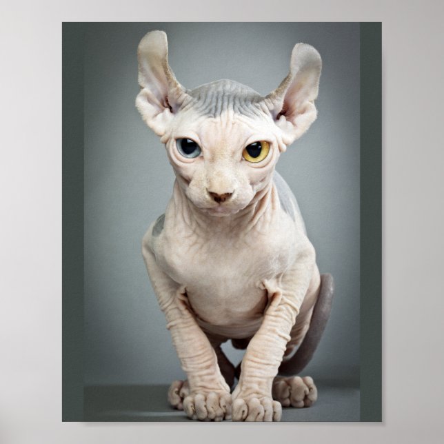 Elf Sphinx Cat Fotograf Poster (Vorne)