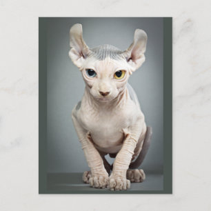 Elf Sphinx Cat Fotograf Postkarte