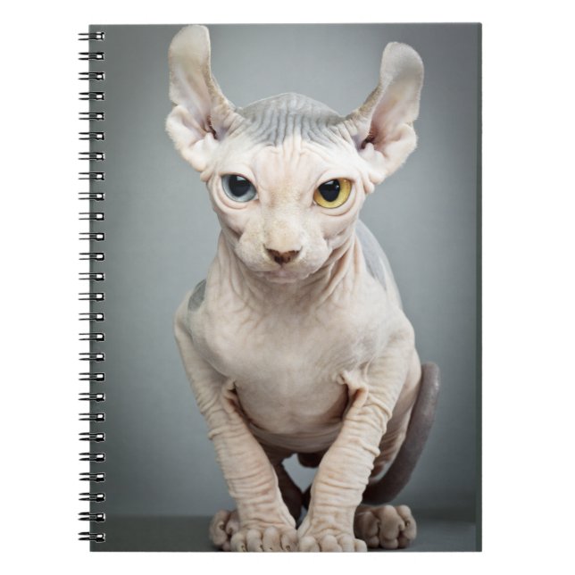 Elf-Sphinx-Katzen-Fotografie Notizblock (Vorderseite)