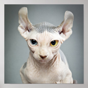 Elf-Sphinx-Katzenfotografie Poster