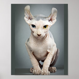 Elf-Sphinx-Katzenfotografie Poster