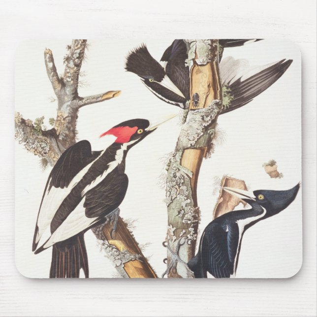 Elfenbein-berechneter Specht, 1829, (Druck) Mousepad (Vorne)
