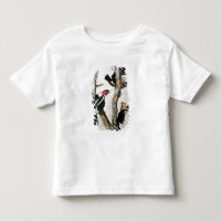 Elfenbein-berechneter Specht, 'von den Vögeln von