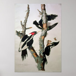 Elfenbein-berechneter Specht, 'von den Vögeln von Poster