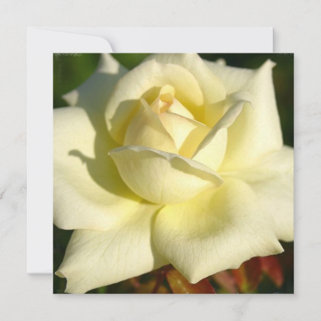 Elfenbein-Rosen-Einladung Einladung (Vorderseite)