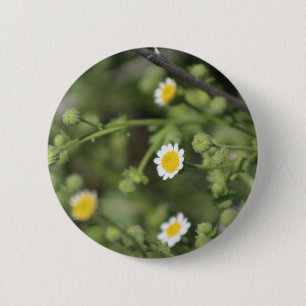 Elfenbein Wüstenfels Gänseblümchen Wildblumen Coac Button
