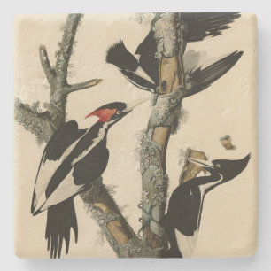 Elfenbeinflecker Audubons Vögel Amerikas Steinuntersetzer