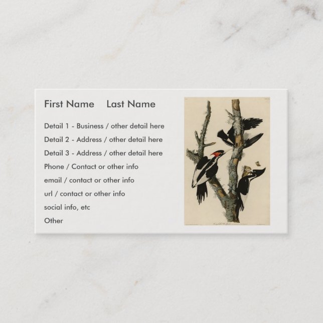 Elfenbeinflecker Audubons Vögel Amerikas Visitenkarte (Vorderseite)