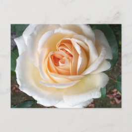 Elfenbeinsommer Rose Postkarte