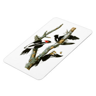 Elfenbeinspecht Audubon Birds of America Magnet